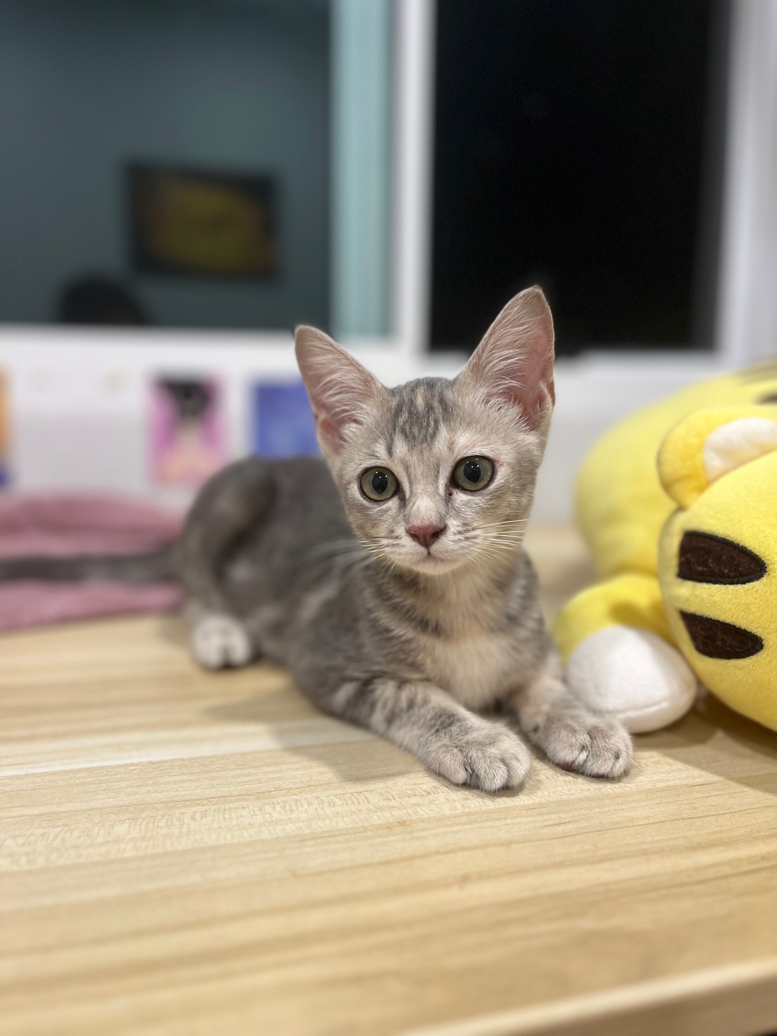 Zen Kitty World